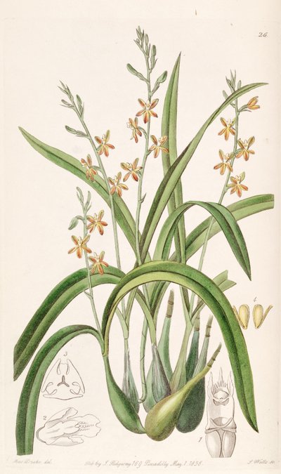 Prosthechea ochracea (als Syn. Epidendrum ochraceum) von Miss Drake